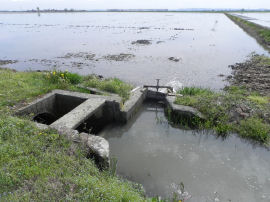 Apertura dell’acqua verso i campi delle risaie (32311 bytes)